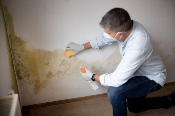 Trusted Lincroft, NJ Mold Removal Experts