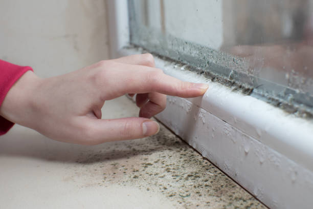 Best Black Mold Removal  in Lincroft, NJ